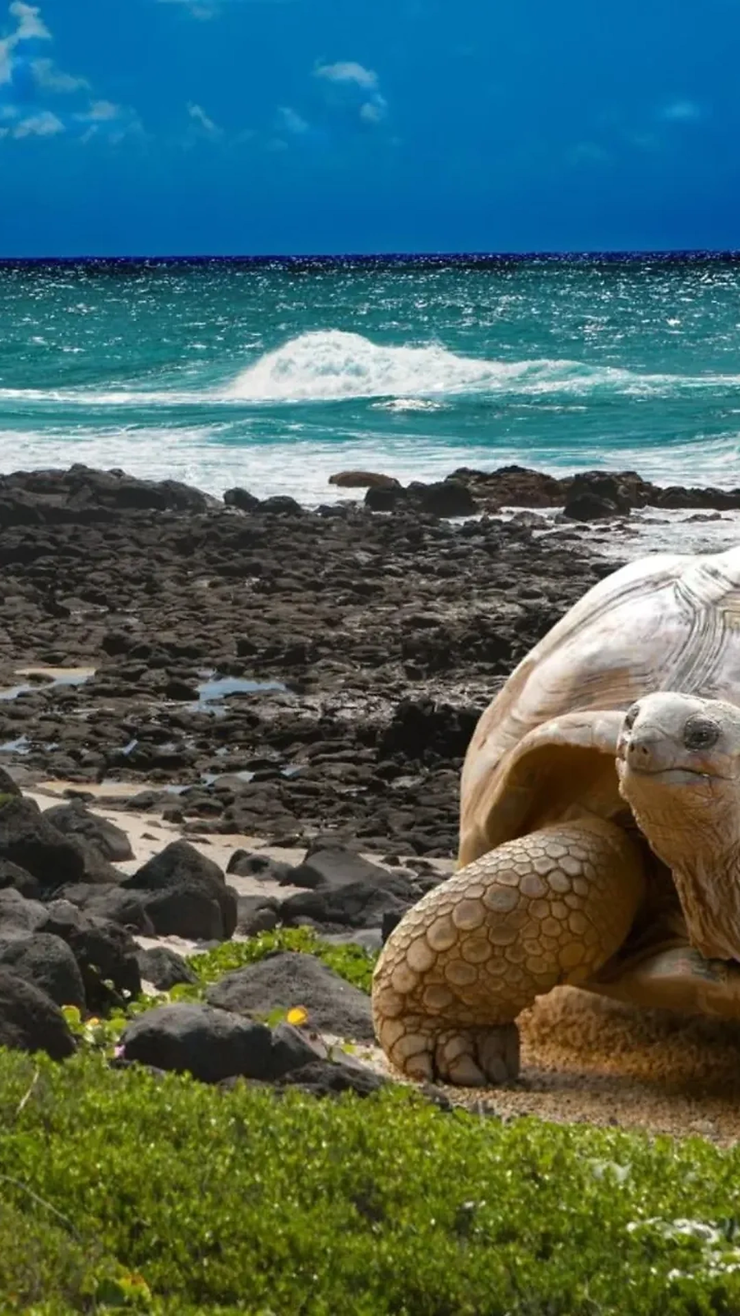 Galapagos_Tortoise_1080x1920_HD